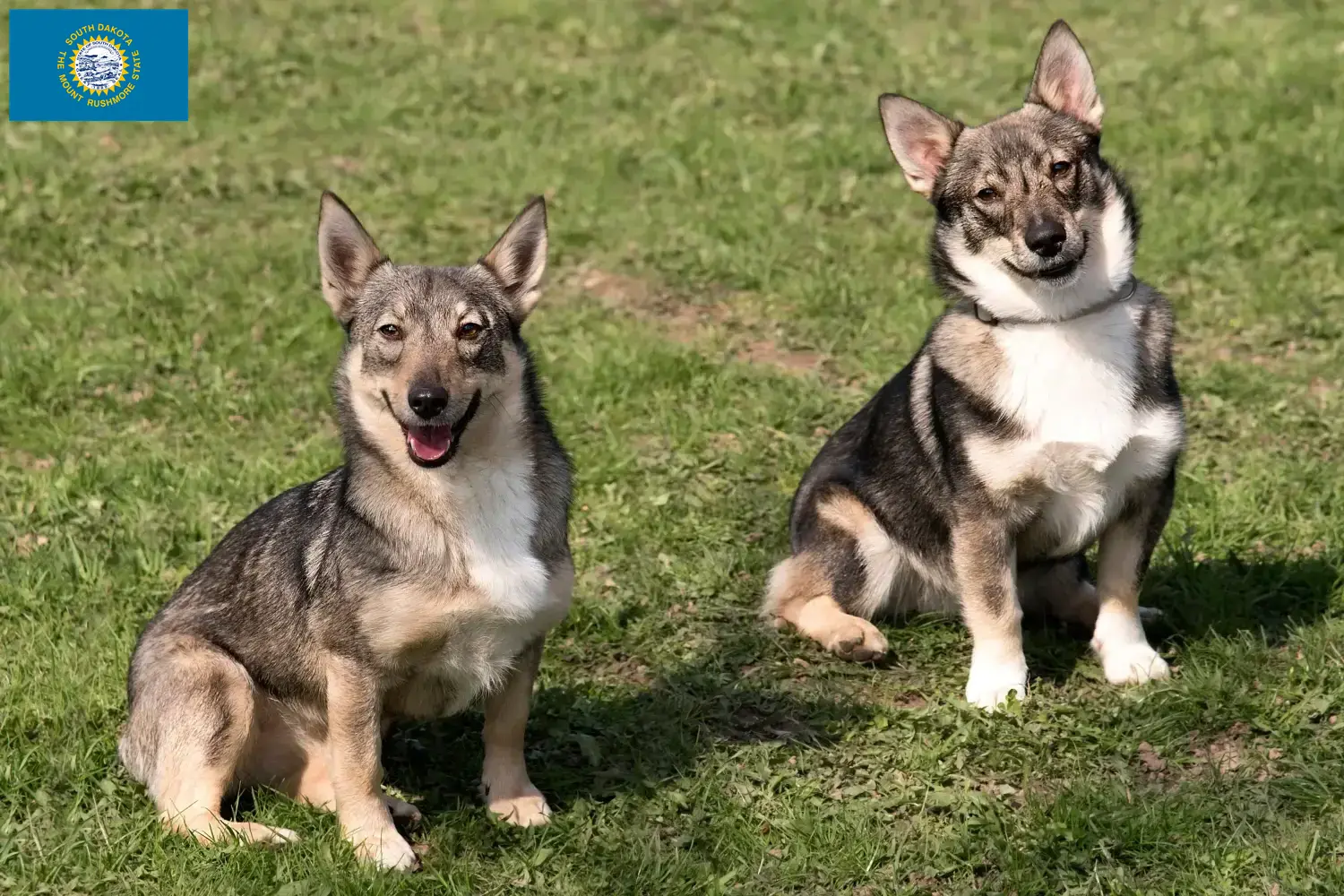 Read more about the article Västgötaspets breeders and puppies in South Dakota