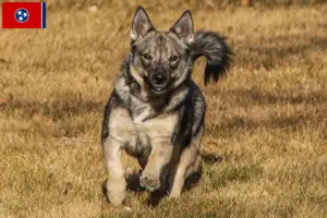 Read more about the article Västgötaspets breeders and puppies in Tennessee