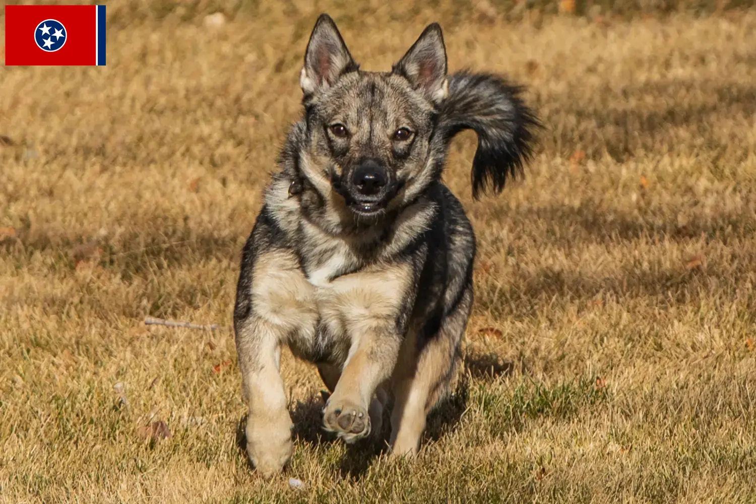 Read more about the article Västgötaspets breeders and puppies in Tennessee
