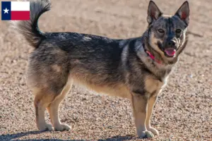 Read more about the article Västgötaspets breeders and puppies in Texas
