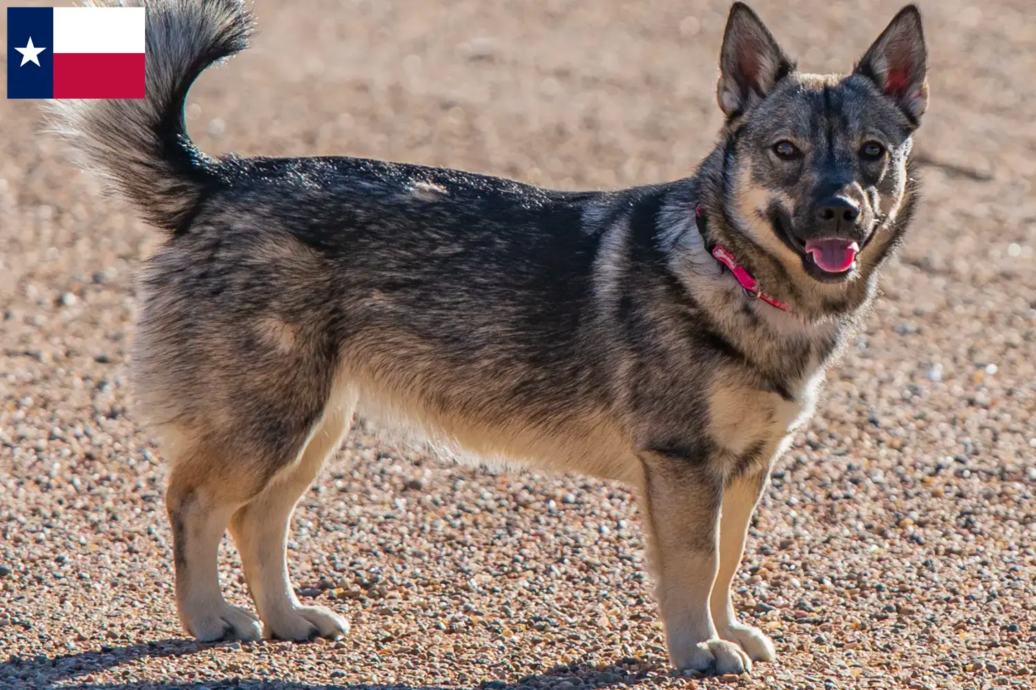 Read more about the article Västgötaspets breeders and puppies in Texas