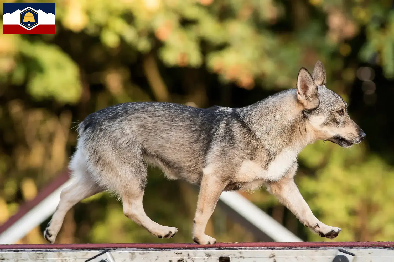 Read more about the article Västgötaspets breeders and puppies in Utah