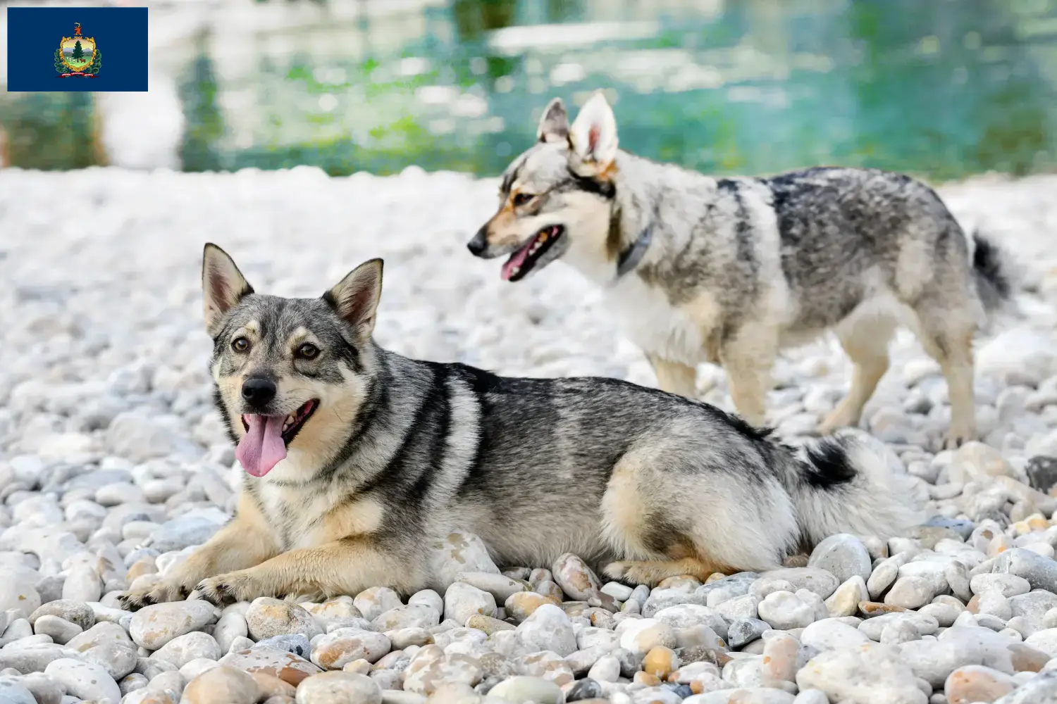 Read more about the article Västgötaspets breeders and puppies in Vermont