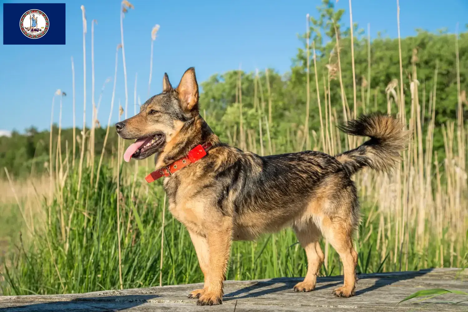 Read more about the article Västgötaspets breeders and puppies in Virginia