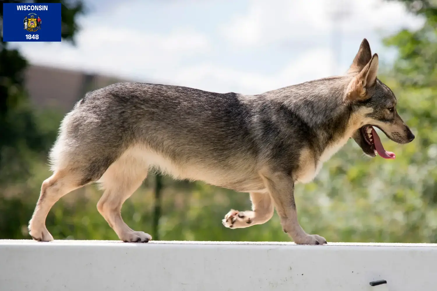 Read more about the article Västgötaspets breeders and puppies in Wisconsin