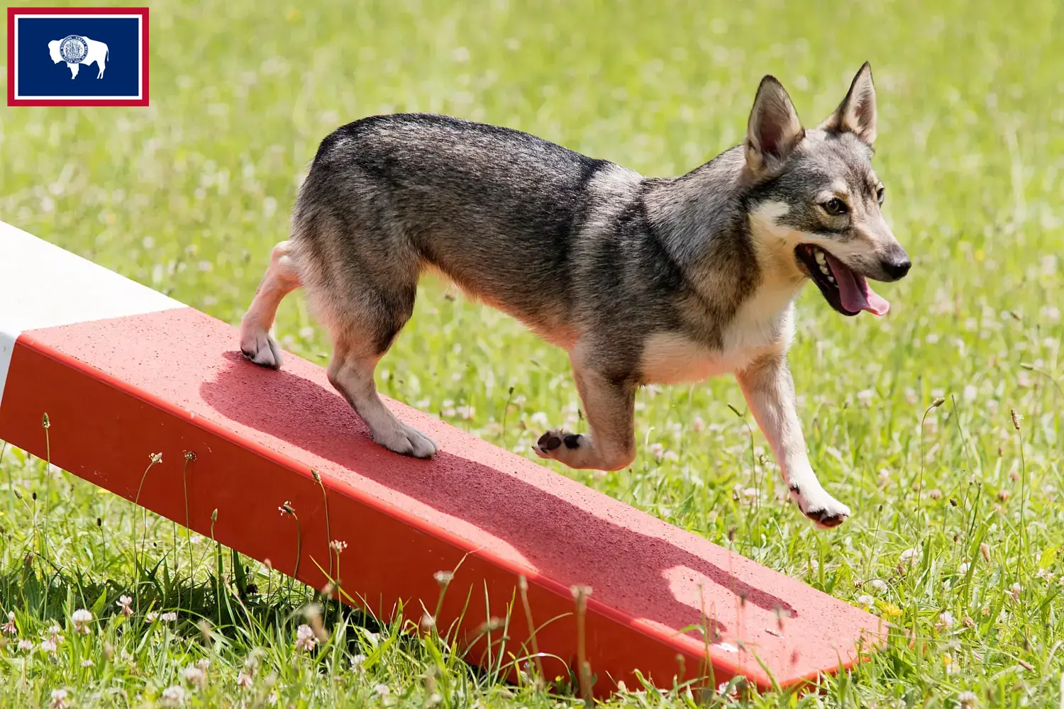 Read more about the article Västgötaspets breeders and puppies in Wyoming