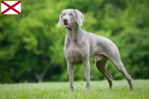 Read more about the article Weimaraner breeders and puppies in Alabama