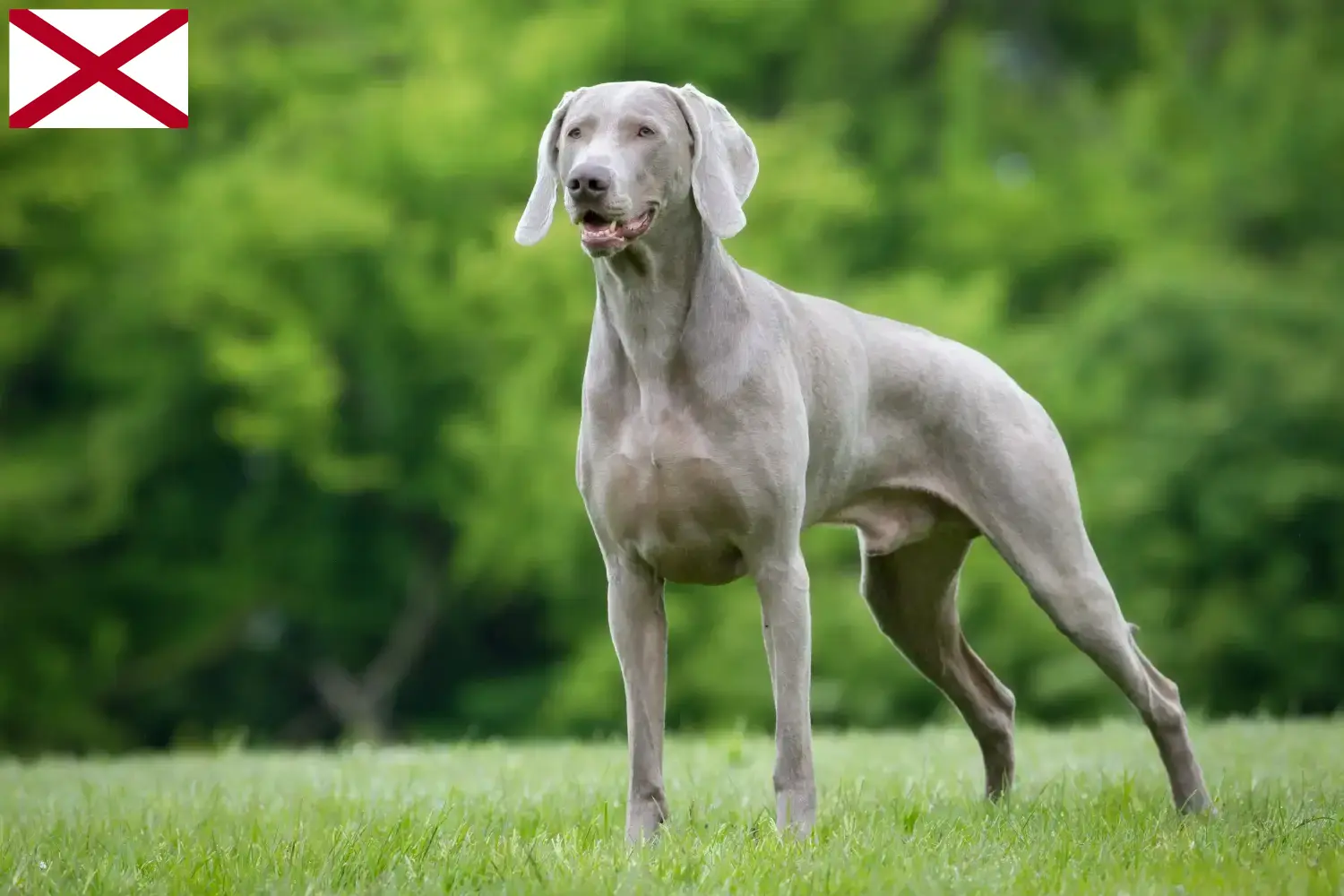 Weimaraner puppies and breeder Alabama Find Weimaraner breeders in Alabama here.