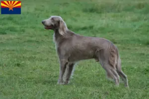 Read more about the article Weimaraner breeders and puppies in Arizona