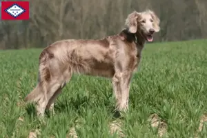 Read more about the article Weimaraner breeders and puppies in Arkansas