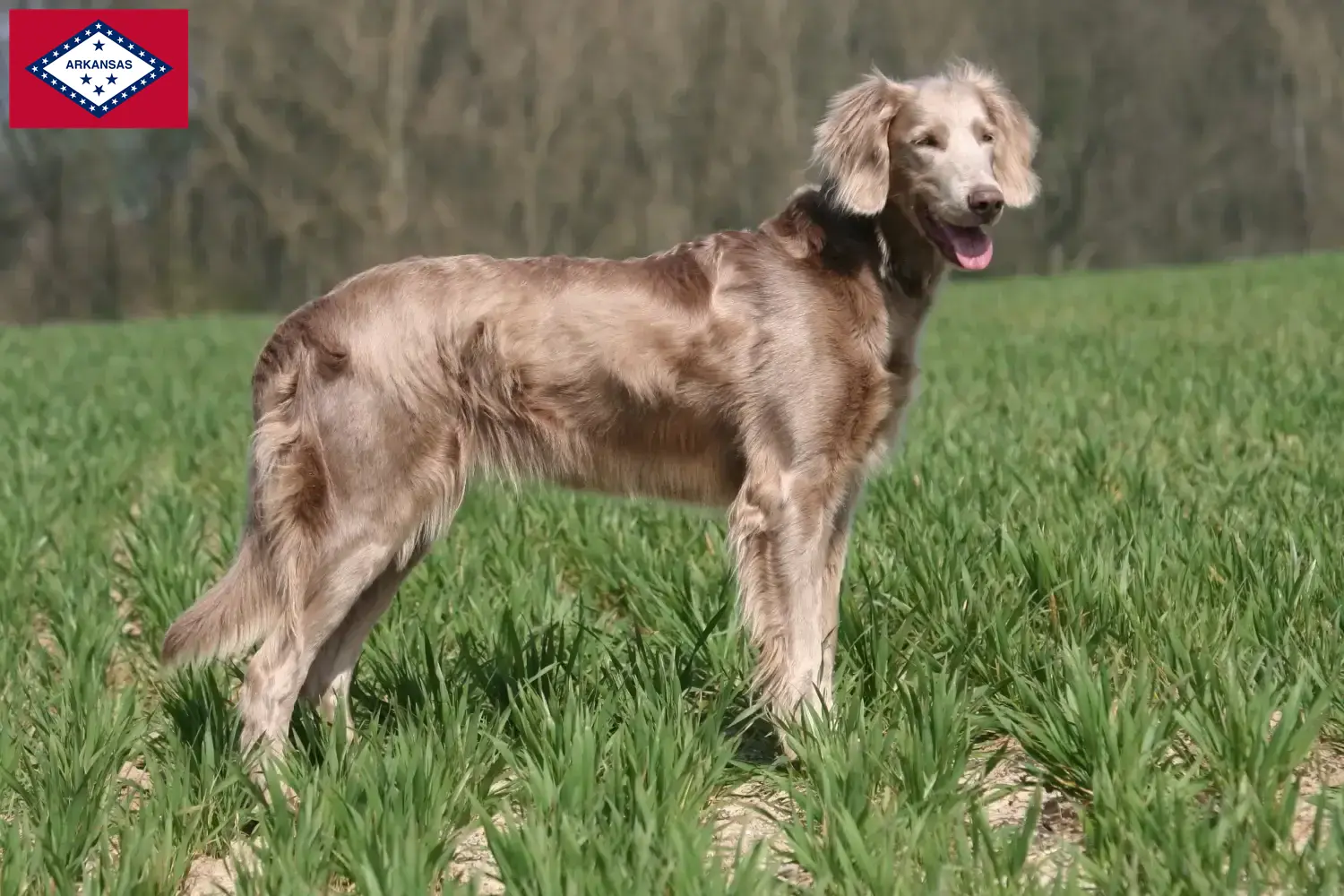 Weimaraner puppies and breeder Arkansas Find Weimaraner breeders in Arkansas.