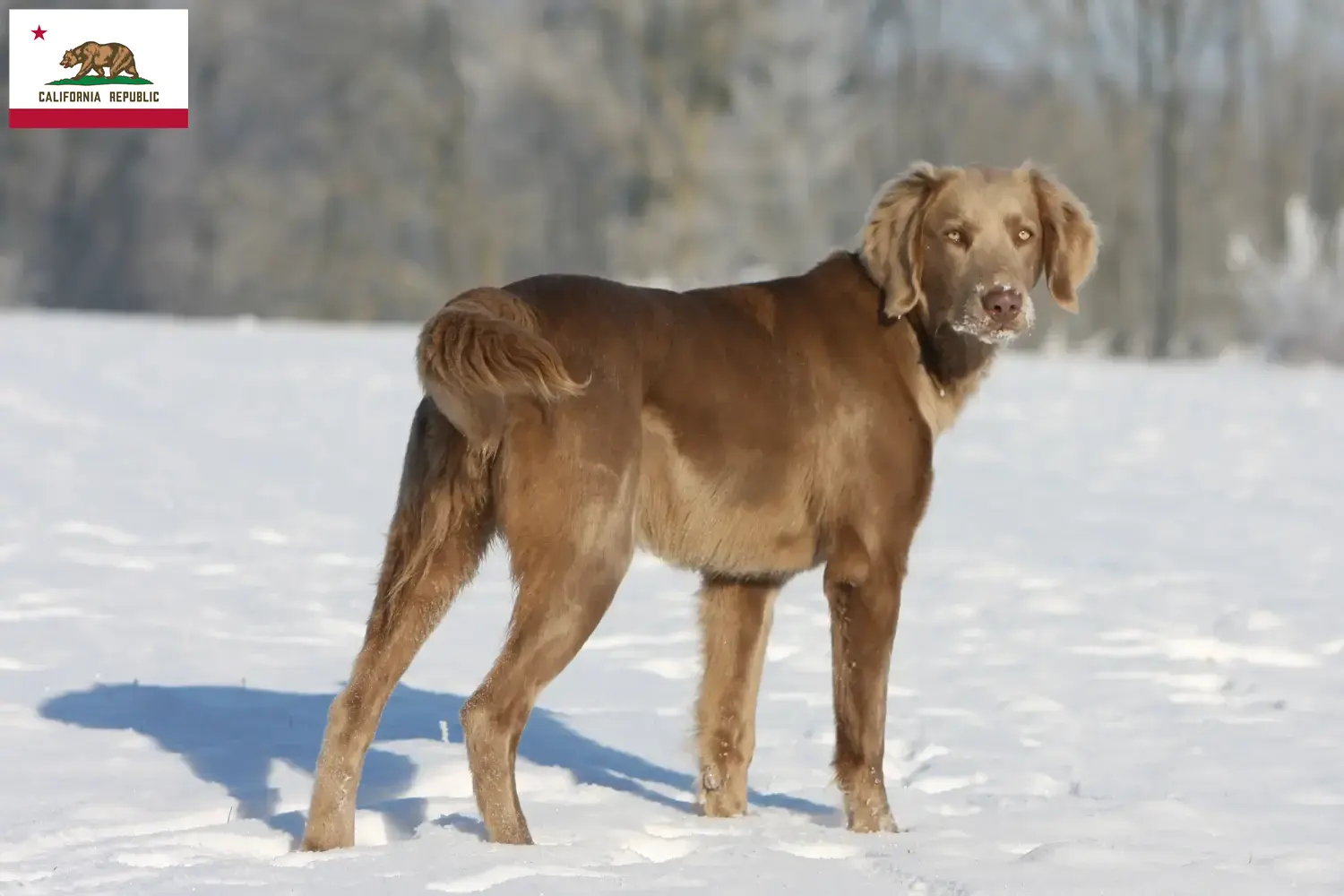 Weimaraner puppies and breeder California Here you can find Weimaraner breeders in California.