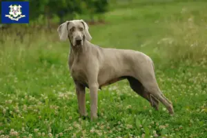 Read more about the article Weimaraner breeders and puppies in Connecticut