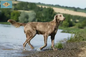 Read more about the article Weimaraner breeders and puppies in Delaware