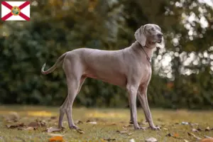 Read more about the article Weimaraner breeders and puppies in Florida