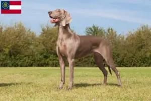 Read more about the article Weimaraner breeders and puppies in Georgia