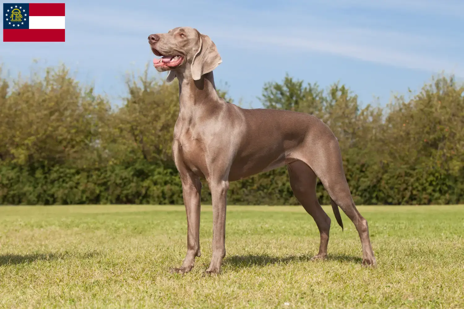 Weimaraner puppies and breeders Georgia Here you can find Weimaraner breeders in Georgia.