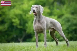 Read more about the article Weimaraner breeders and puppies in Hawaii