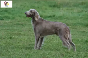 Read more about the article Weimaraner breeders and puppies in Illinois