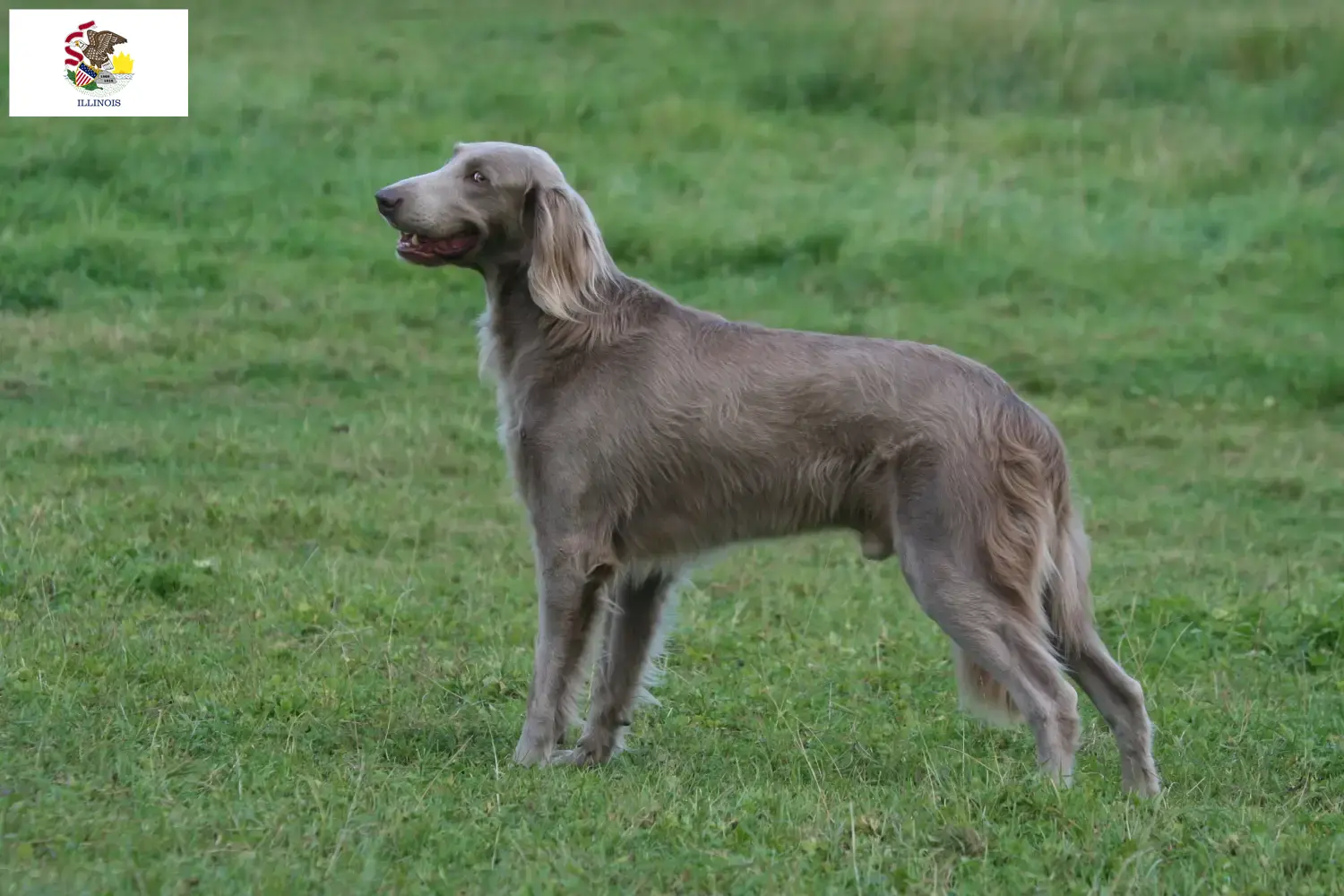Weimaraner puppies and breeders Illinois Find Weimaraner breeders in Illinois.