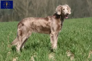 Read more about the article Weimaraner breeders and puppies in Indiana