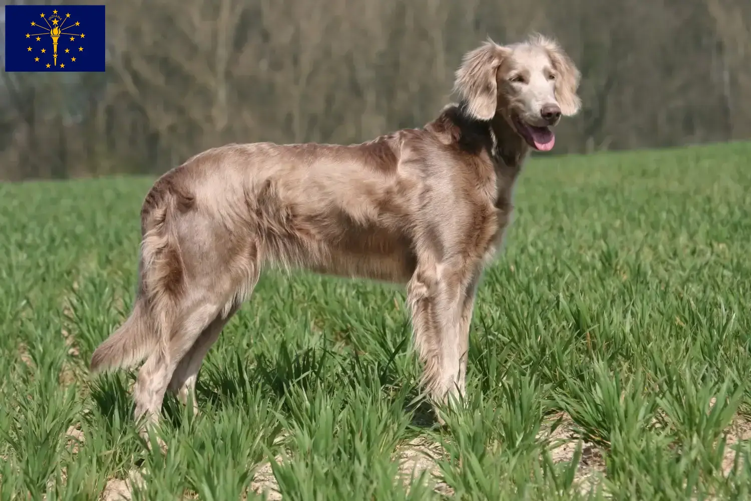 Weimaraner puppies and breeder Indiana Find Weimaraner breeders in Indiana.