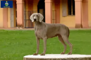 Read more about the article Weimaraner breeders and puppies in Kansas