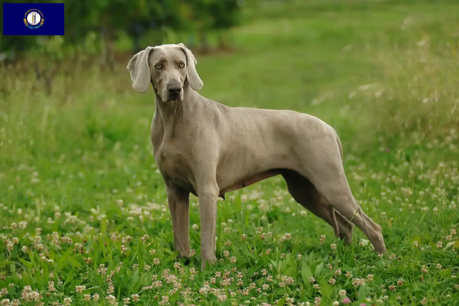 Weimaraner puppies and breeder Kentucky Here you can find Weimaraner breeders in Kentucky.