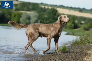 Read more about the article Weimaraner breeders and puppies in Louisiana