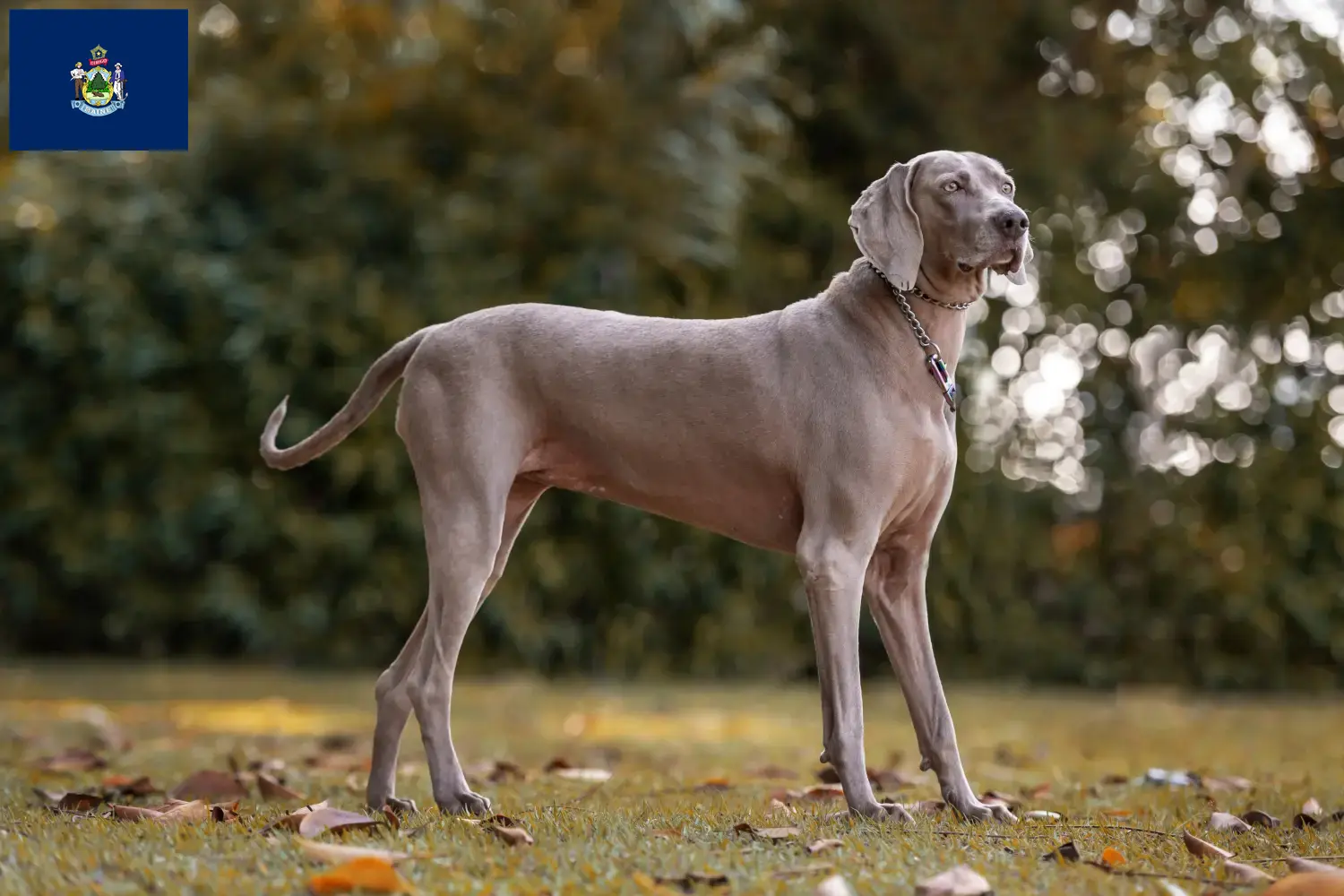 Weimaraner puppies and breeders Maine Find Weimaraner breeders in Maine here.