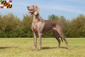 Read more about the article Weimaraner breeders and puppies in Maryland