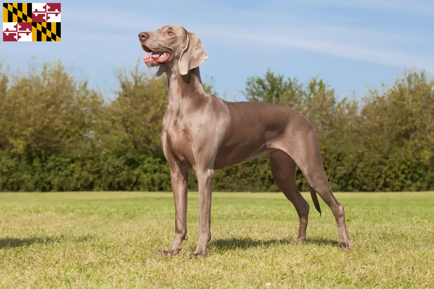 Weimaraner puppies and breeder Maryland Find Weimaraner breeders in Maryland here.