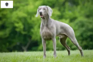 Read more about the article Weimaraner breeders and puppies in Massachusetts