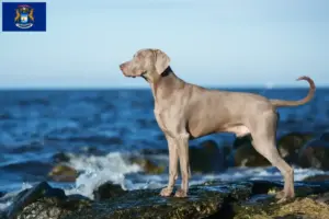 Read more about the article Weimaraner breeders and puppies in Michigan