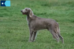 Read more about the article Weimaraner breeders and puppies in Minnesota