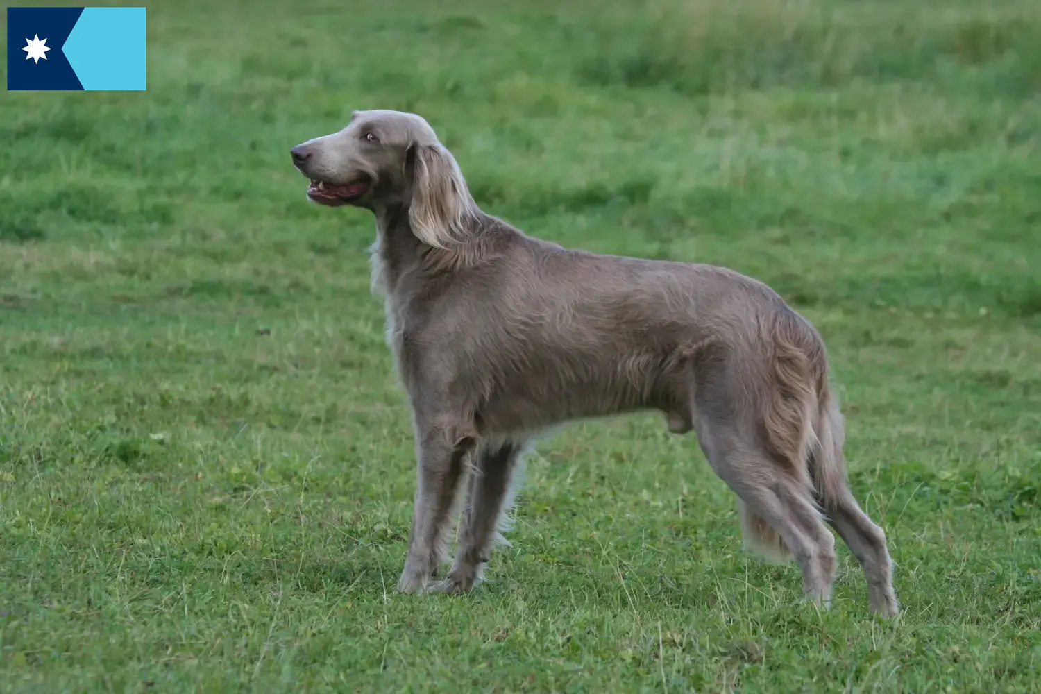 Weimaraner puppies and breeders Minnesota Find Weimaraner breeders in Minnesota.