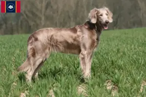 Read more about the article Weimaraner breeders and puppies in Mississippi
