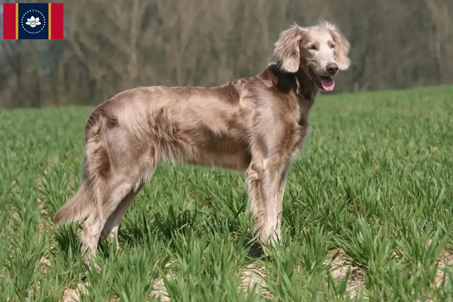 Weimaraner puppies and breeder Mississippi Find Weimaraner breeders in Mississippi.