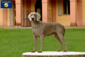 Read more about the article Weimaraner breeders and puppies in Montana
