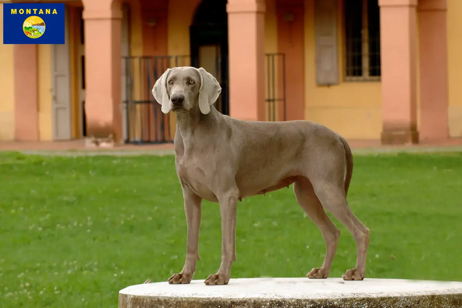 Weimaraner puppies and breeder Montana Find Weimaraner breeders in Montana here.