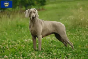 Read more about the article Weimaraner breeders and puppies in Nebraska
