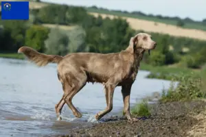 Read more about the article Weimaraner breeders and puppies in Nevada