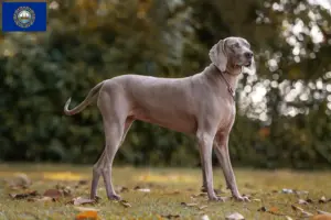 Read more about the article Weimaraner breeders and puppies in New Hampshire