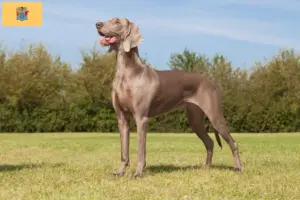 Read more about the article Weimaraner breeders and puppies in New Jersey