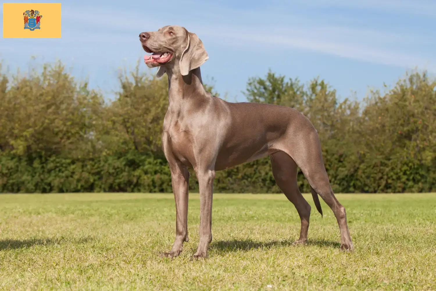 Weimaraner puppies and breeders New Jersey Find Weimaraner breeders in New Jersey.