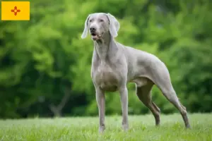 Read more about the article Weimaraner breeders and puppies in New Mexico