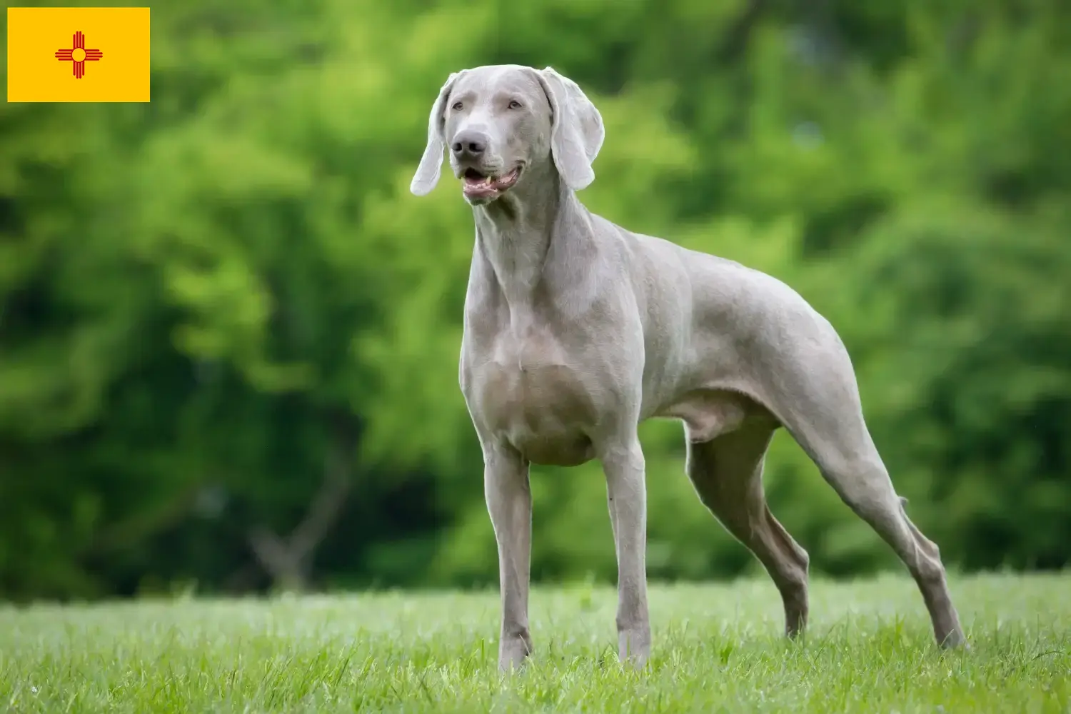 Weimaraner puppies and breeders New Mexico Find Weimaraner breeders in New Mexico.