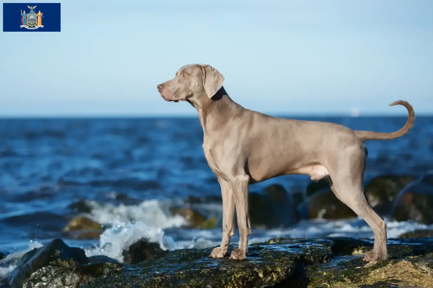 Weimaraner puppies and breeder New York Find Weimaraner breeders in New York here.