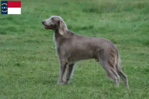 Read more about the article Weimaraner breeders and puppies in North Carolina