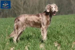 Read more about the article Weimaraner breeders and puppies in North Dakota